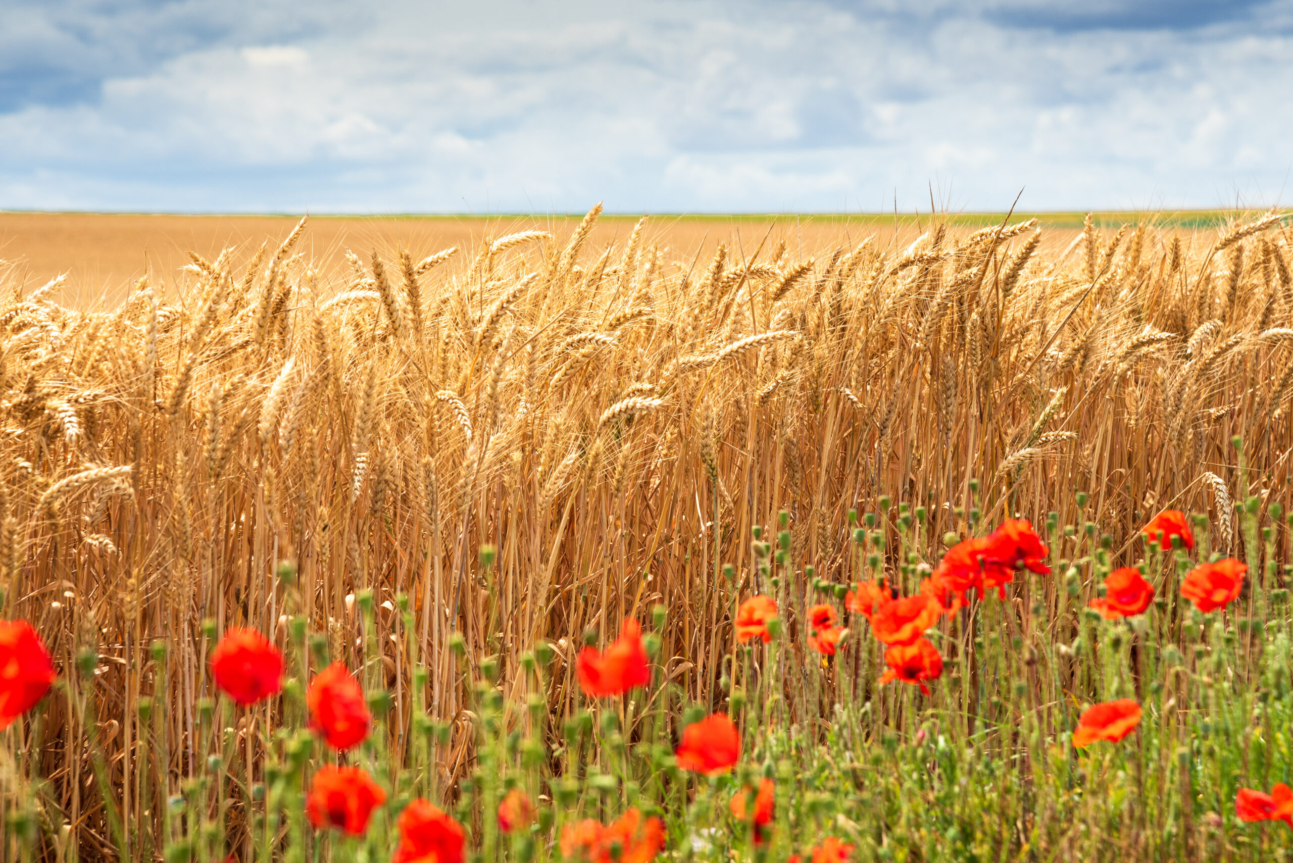 Im Vordergrund stehen rote Mohnblumen. Dahinter ist ein reifes Kornblumenfeld